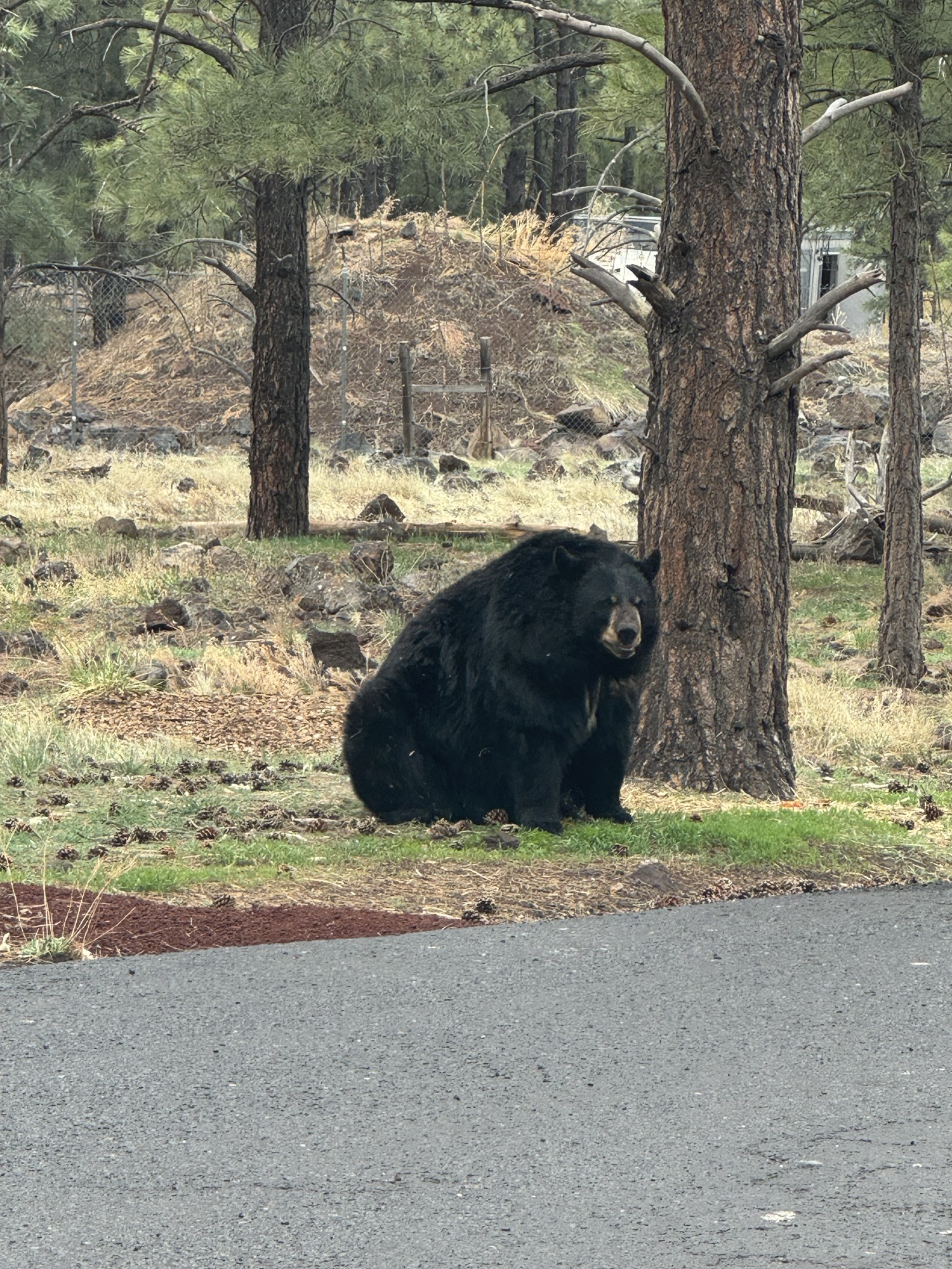 29.04.2025 Page – Flagstaff